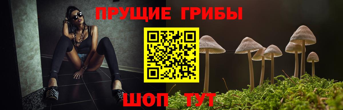 Псилоцибиновые грибы Psilocybe Нижний Тагил